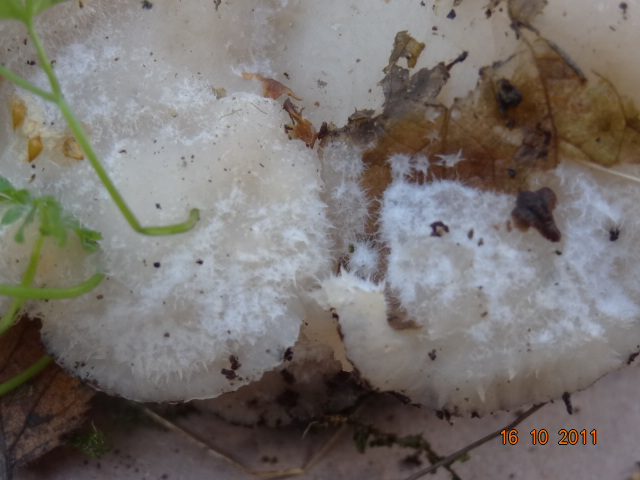 Prima che nevica... Quizzz